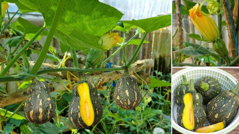 Questo semplice gesto trasforma i rifiuti in zucche splendide… scoprilo ora!