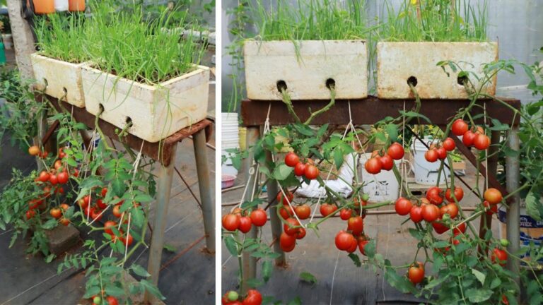 Questo metodo geniale trasforma i pomodori rovesciati in un raccolto abbondante…
