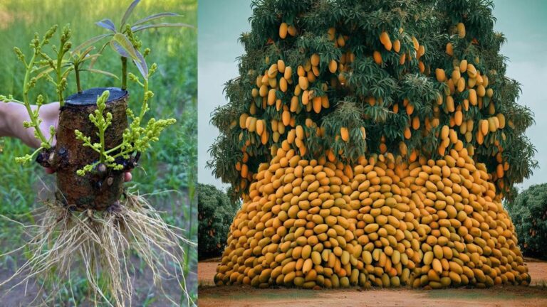 Questo semplice gesto trasforma un taglio di mango in un albero produttivo…