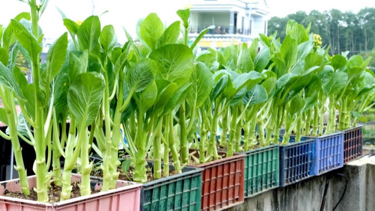 Questo semplice gesto trasforma il tuo giardino in un angolo di freschezza e salute…