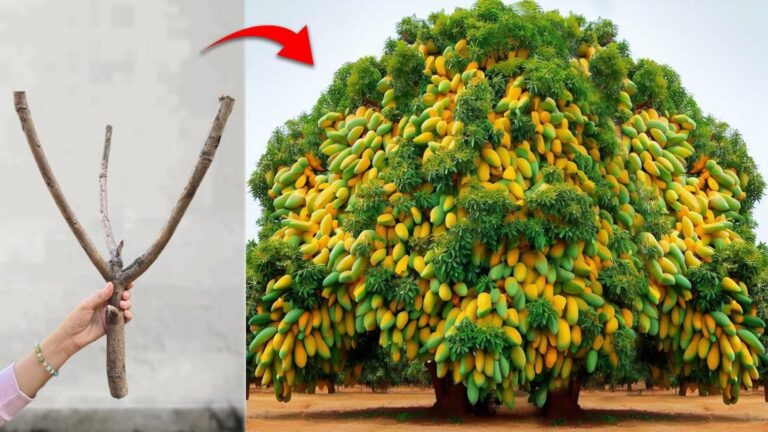 Questo trucco dimenticato fa crescere mango e melo insieme… scopri il segreto!