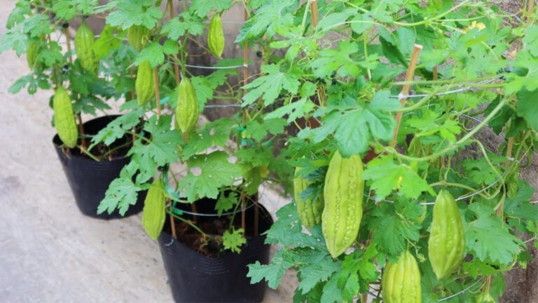 Questo semplice gesto farà fruttare il tuo melone amaro in soli 3 mesi…