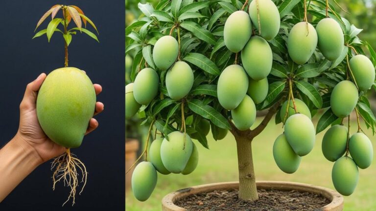 Alcuni giardinieri usano questo trucco per coltivare alberi di mango in vaso…