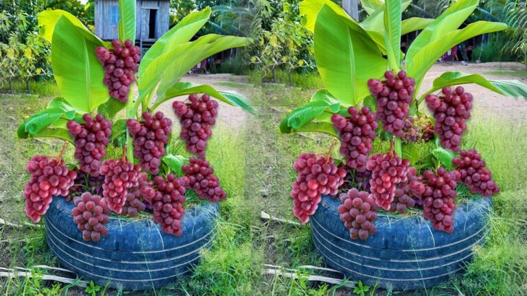Questo metodo semplice trasforma le banane in frutti abbondanti… scopri come!