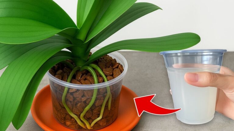 5 segreti per far fiorire la tua orchidea come mai prima d’ora!