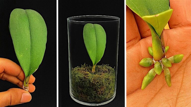 Scopri 1 segreto per far radicare le foglie delle orchidee e farle fiorire tutto l’anno!