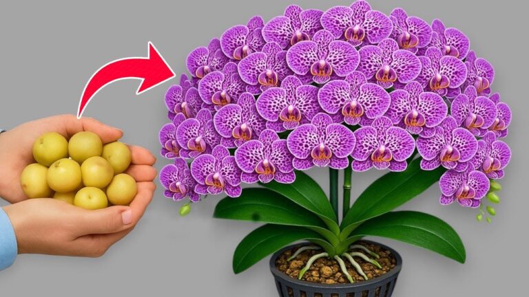 Scopri 1 trucco per far fiorire 100 rami di orchidea tutto l’anno!