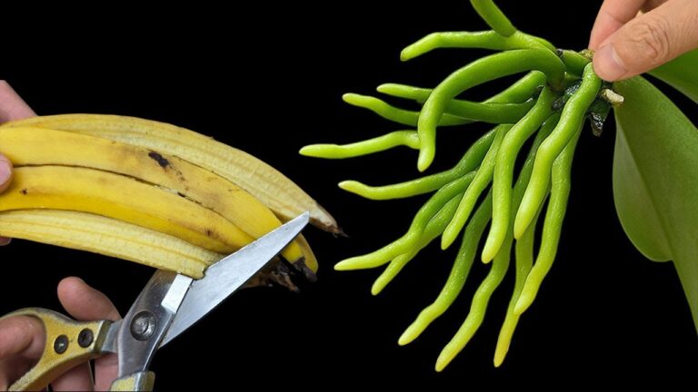 Scopri 5 trucchi per far fiorire la tua orchidea con la buccia di banana!
