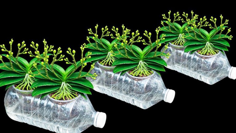 7 segreti per coltivare orchidee sempre fiorite e senza marciume radicale