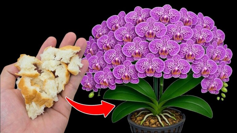 Fai sbocciare la tua orchidea tutto l’anno con questi 5 semplici trucchi!
