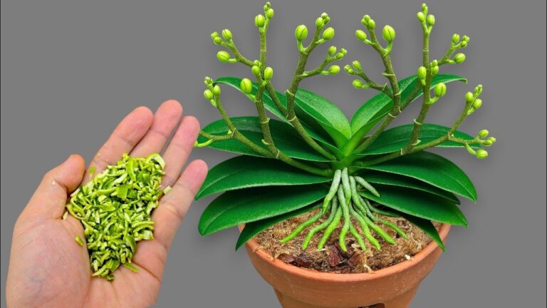 Scopri 1 trucco per far fiorire le tue orchidee tutto l’anno!