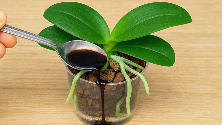 Scopri 5 trucchi semplici per salvare le tue orchidee senza stress!