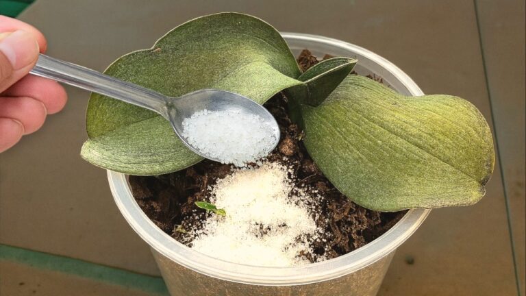 7 trucchi per far rinascere le orchidee appassite facilmente!