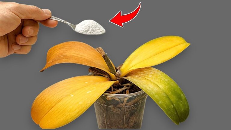 Fai fiorire le orchidee tutto l’anno con 1 cucchiaio di questo segreto!