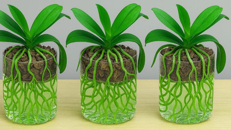 Scopri 5 segreti per coltivare orchidee con successo in bottiglie d’acqua!