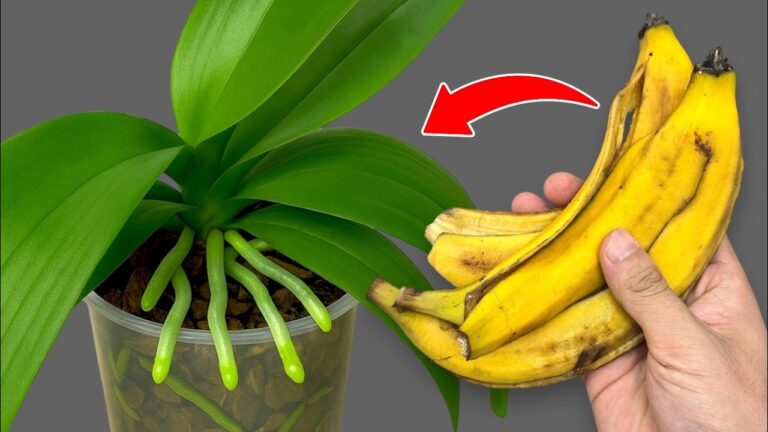 5 trucchi per far fiorire le orchidee deboli con un solo trattamento al mese!