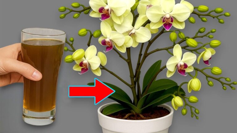 Fai fiorire le tue orchidee tutto l’anno con 5 semplici trucchi!