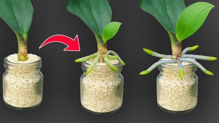 5 segreti per far fiorire le tue orchidee tutto l’anno con il riso!