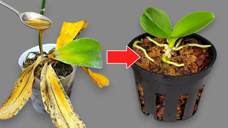 Rivitalizza le tue orchidee: 5 trucchi per fioriture spettacolari!