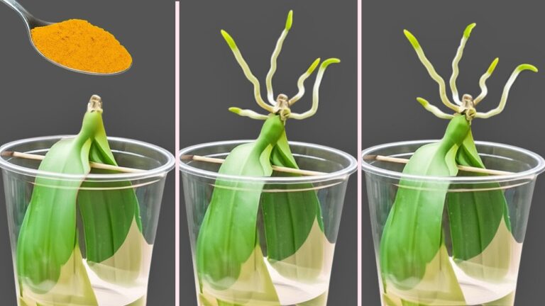Scopri 5 trucchi per far crescere le foglie delle orchidee in acqua senza radici!