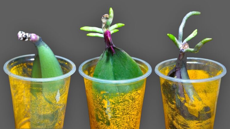 5 segreti per far radicare rapidamente le tue orchidee e farle fiorire!