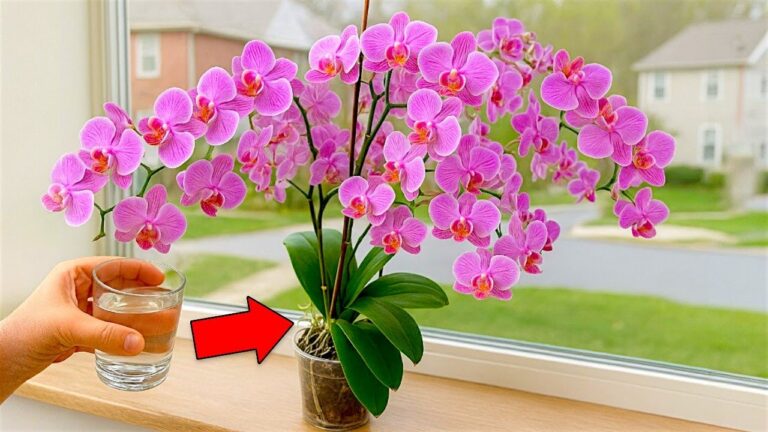 Fai fiorire le tue orchidee: 5 segreti per radici forti tutto l’anno!