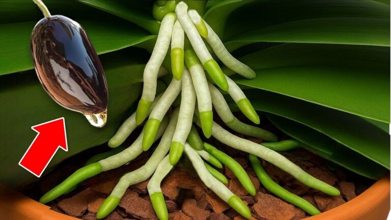 Coltiva orchidee: 15 giorni per fiori spettacolari e radici forti!