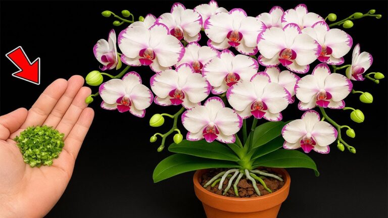 Scopri 5 segreti per far fiorire orchidee tutto l’anno senza sforzo!