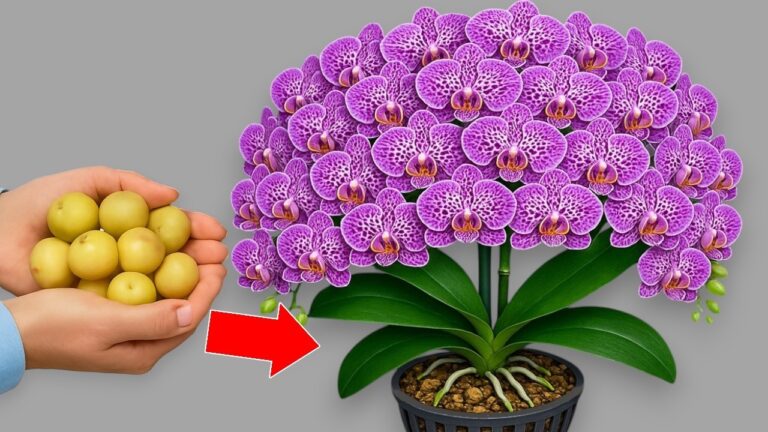 Scopri 5 segreti per far fiorire la tua orchidea tutto l’anno!