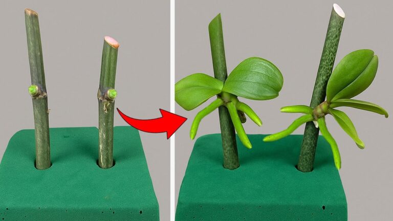 Propaga le tue orchidee in 5 mosse con il Floral Foam Green! Scopri come!