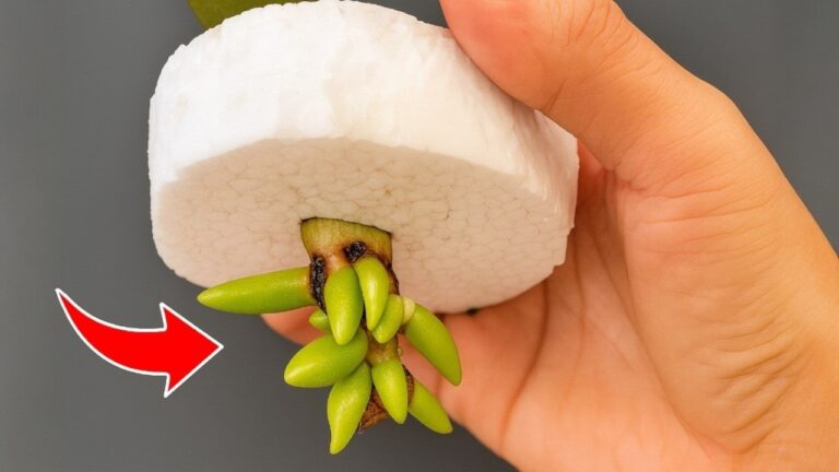 5 Strategie per Radicare Orchidee e Farle Fiorire Tutto l’Anno!