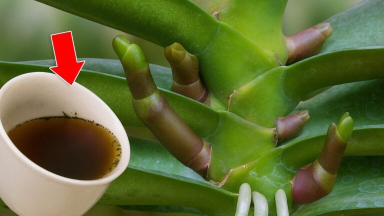5 trucchi per far fiorire le tue orchidee tutto l’anno! Scopri come!