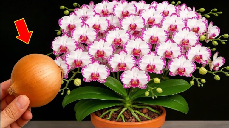 Scopri 7 segreti per far fiorire le tue orchidee tutto l’anno!