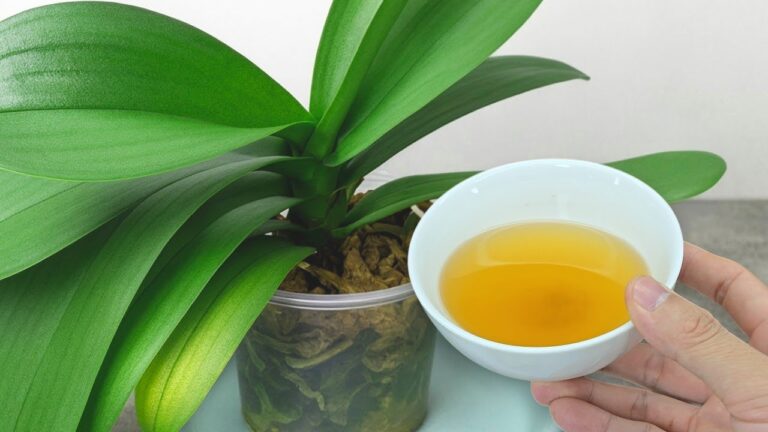 Fertilizzante fai da te: 3 ingredienti per fiori esplosivi e duraturi!