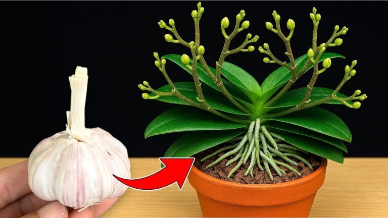 Scopri 1 trucco per far crescere le orchidee tutto l’anno con l’aglio!