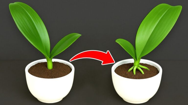 5 Passi per Radicare Foglie di Orchidea: Successo in Poche Giorni!