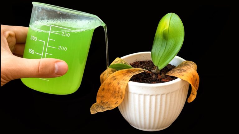 5 semplice trucchi per far rinascere la tua orchidea favorita senza fatica