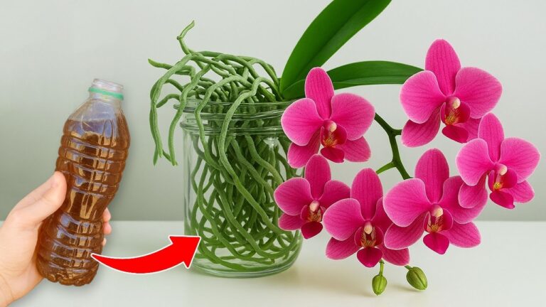 7 trucchi per far rivivere le tue orchidee in modo naturale e sorprendente!
