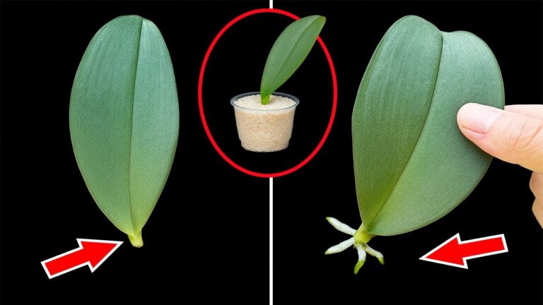 Scopri 5 segreti per far fiorire la tua orchidea con l’aglio!