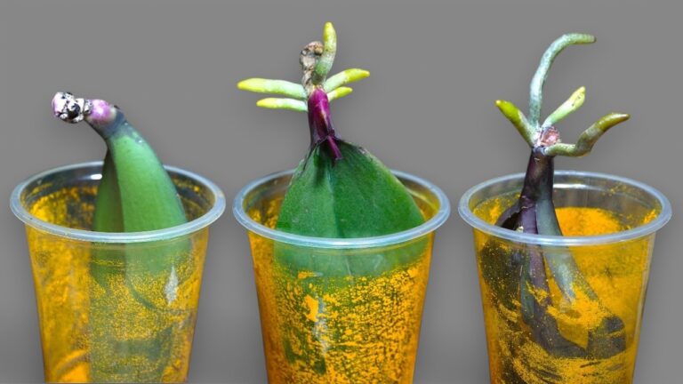 Scopri come far crescere e fiorire le tue orchidee del 200% con semplici trucchi!