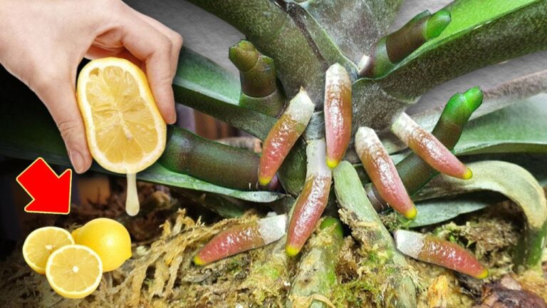Scopri 5 segreti per far crescere orchidee straordinarie e fioriture spettacolari!