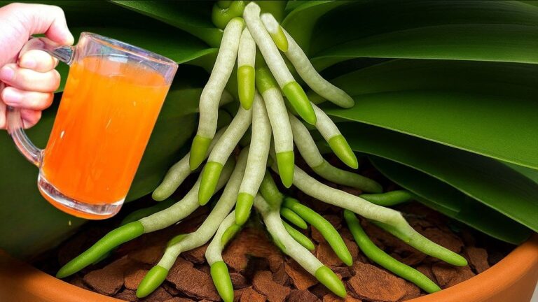 Fai fiorire la tua orchidea: 1 cucchiaio per 1001 radici! Scopri come!