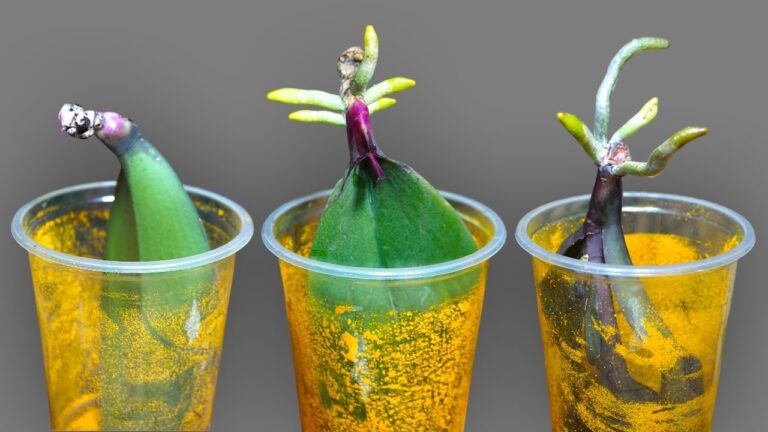 Scopri 5 trucchi per far crescere foglie di orchidea in acqua senza radici!
