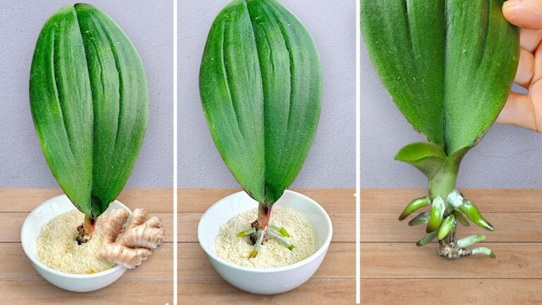 5 segreti per far fiorire le orchidee tutto l’anno con lo zenzero!