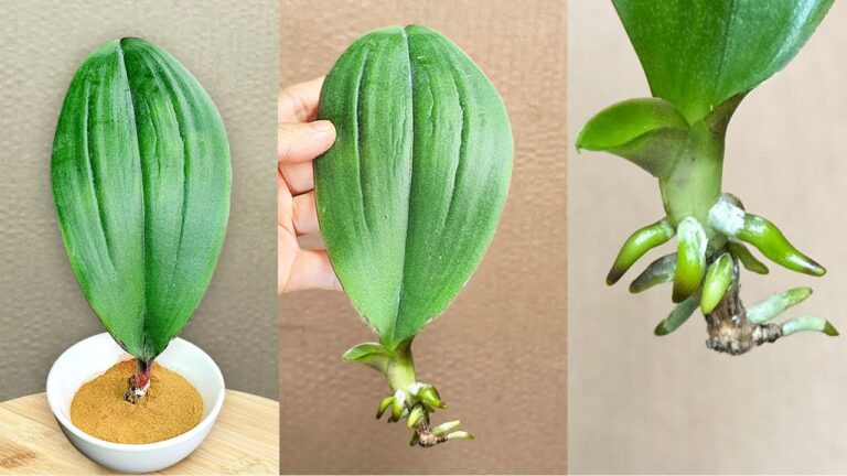 1 foglia di orchidea: il trucco per radici e fiori infiniti!