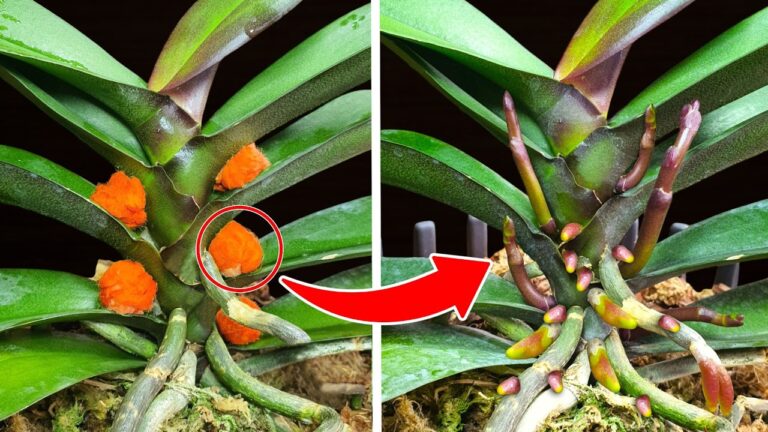 5 trucchi per usare il fertilizzante gratuito e far fiorire il tuo giardino subito!