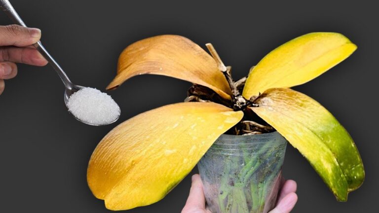 Rivitalizza le tue orchidee in 1 passo e falle fiorire tutto l’anno!