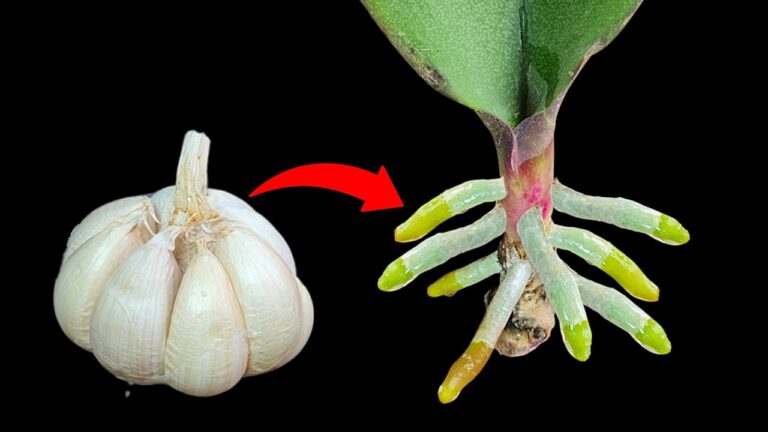 Scopri 5 trucchi per far fiorire le orchidee con l’aglio tutto l’anno!