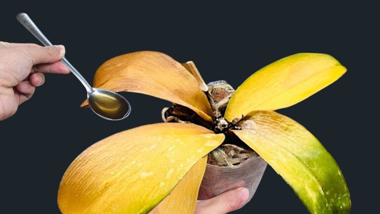 Rivitalizza le tue orchidee: 1 cucchiaio per fiori tutto l’anno!