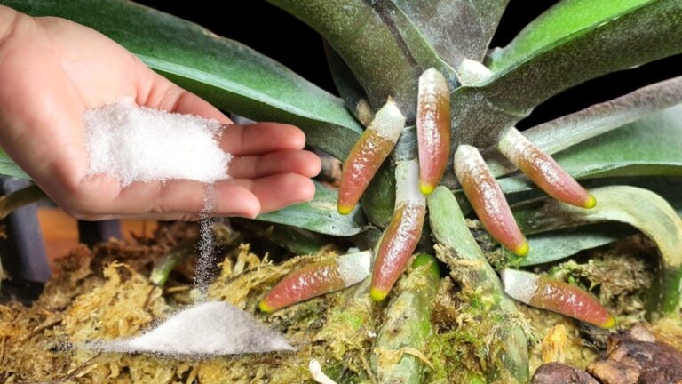 Scopri come 1 cucchiaino fa fiorire la tua orchidea con 1001 radici!